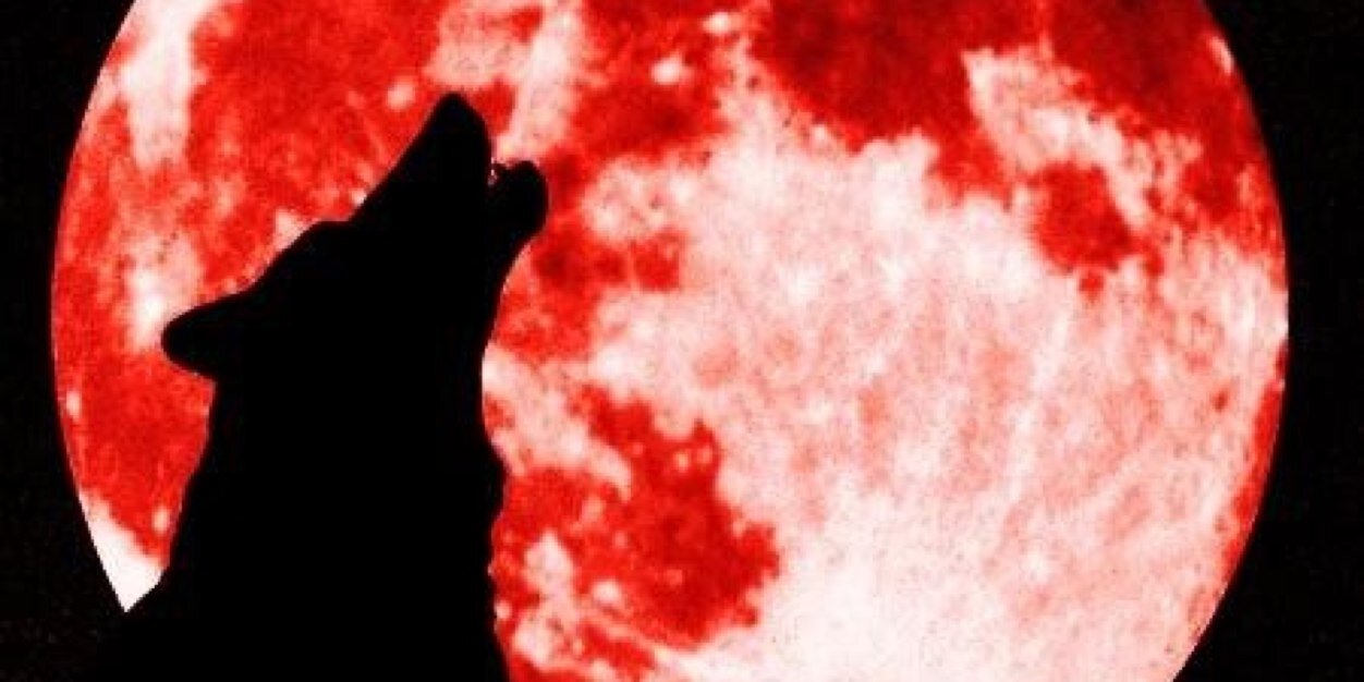 SlangPokerDog's profile banner image