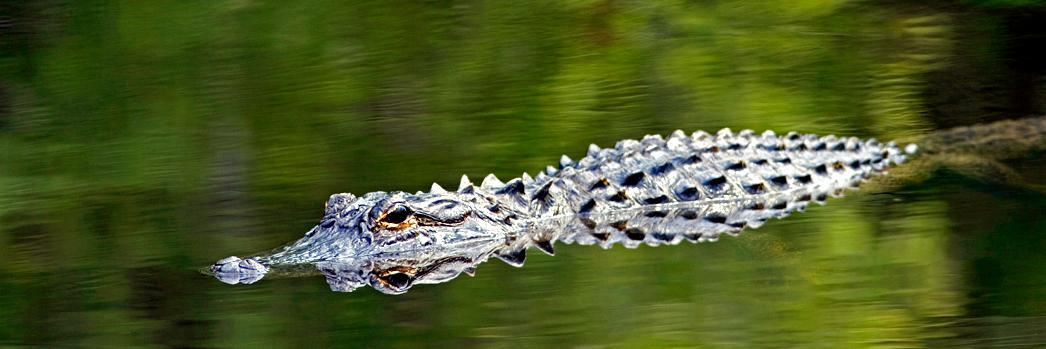 FLSmallBz's profile banner image