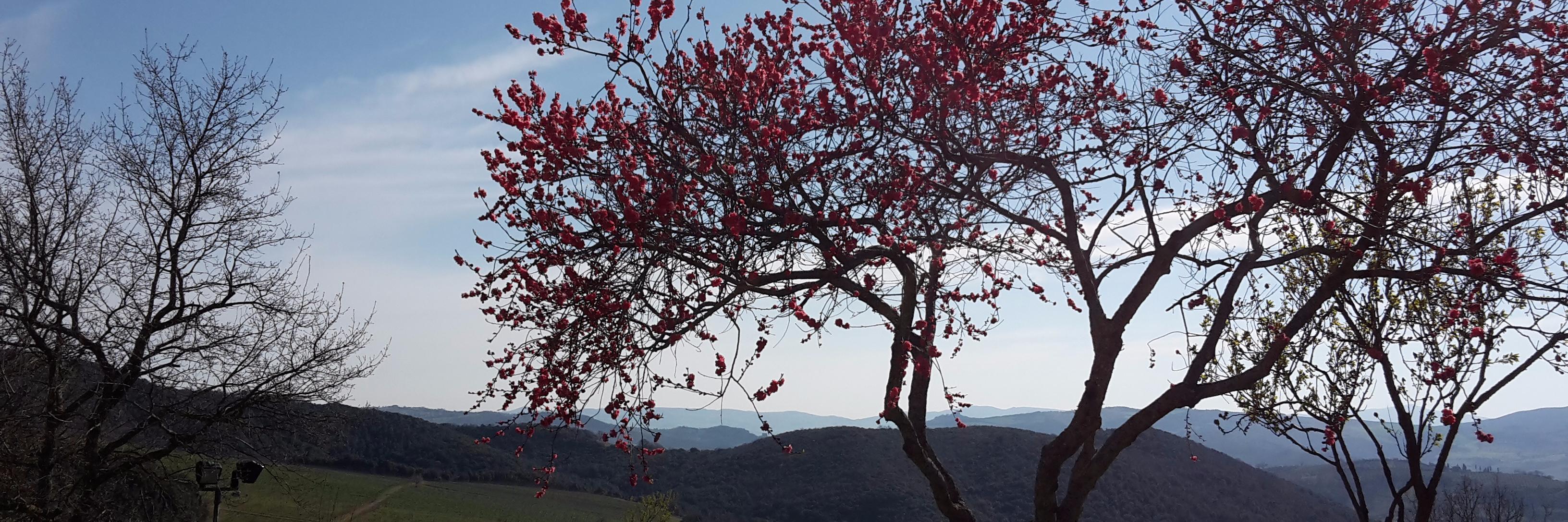 Alarmani75's profile banner image