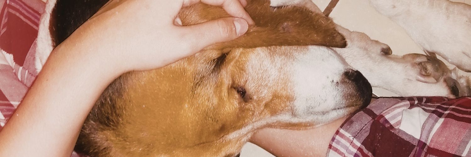 normasofiaramos's profile banner image