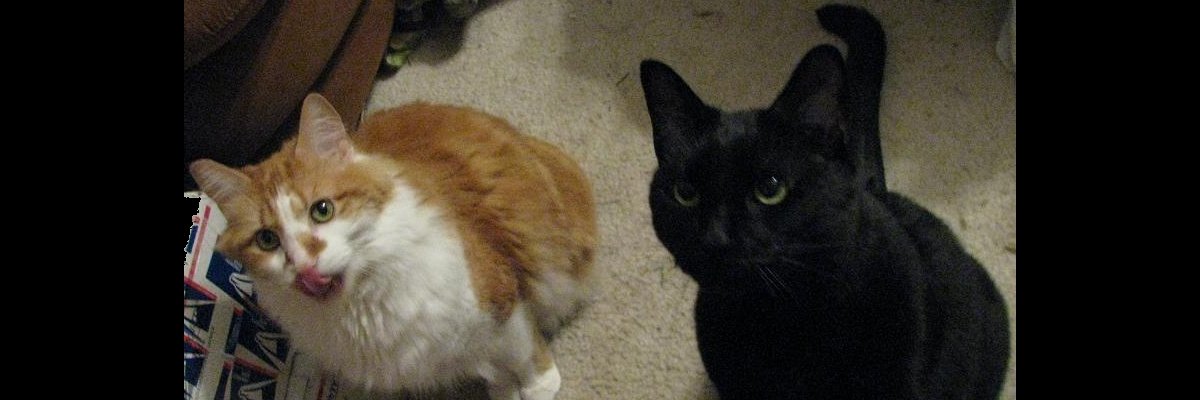 AuthenticZac's profile banner image