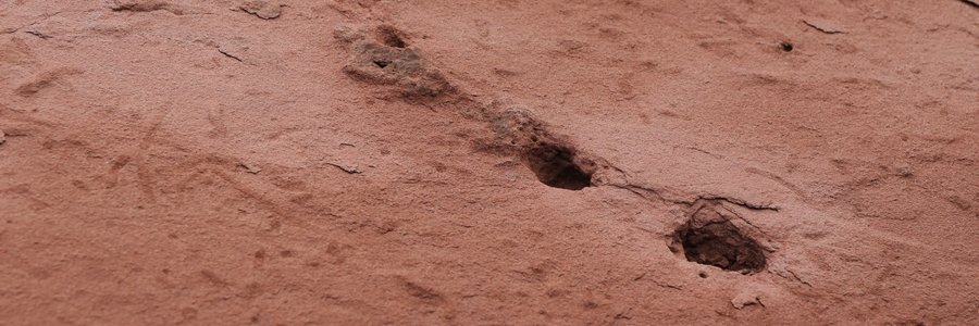 Always Anon PEI banner