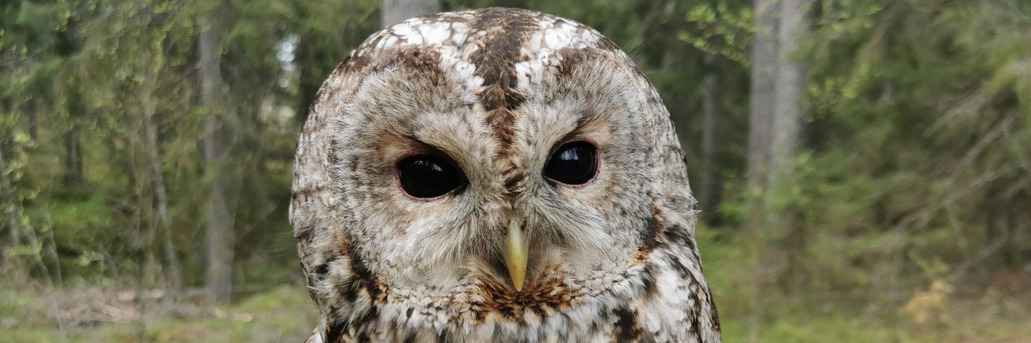 Charlotte Perrault banner