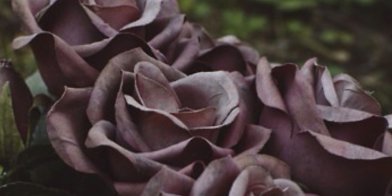 ccouture1127's profile banner image