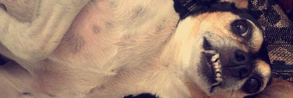 liltanner's profile banner image