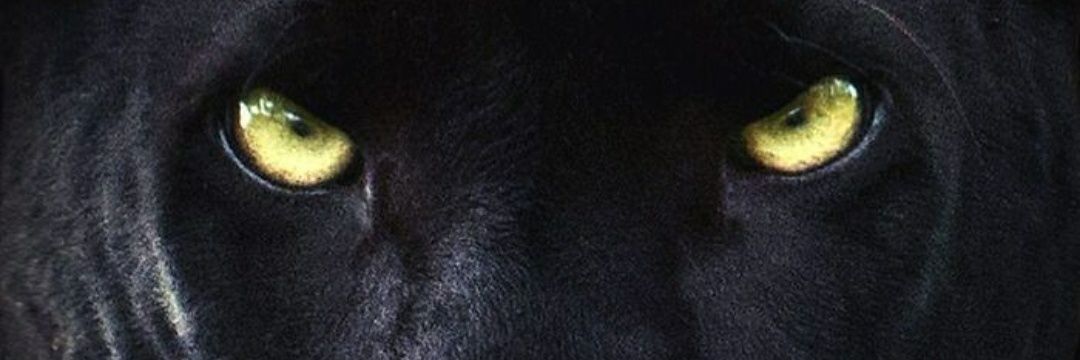 HaitianTazMeeka's profile banner image