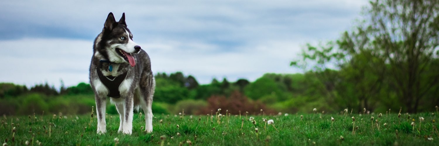 Headsonn's profile banner image