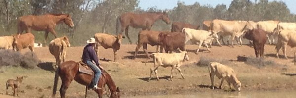 BushReporter Profile Banner