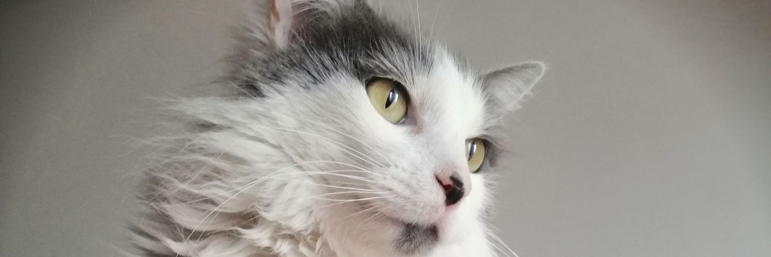 feedetropiano's profile banner image