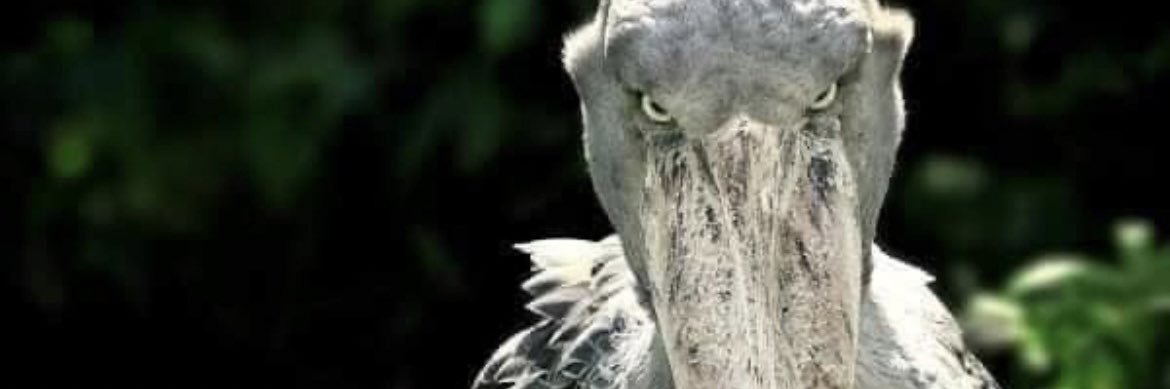 TimmyJay27's profile banner image