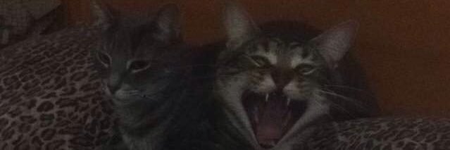 keniaoreo's profile banner image