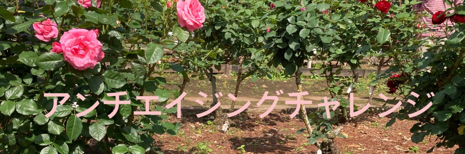 い〇ままん🌸ｱﾝﾁｴｲｼﾞﾝｸﾞﾁｬﾚﾝｼﾞ banner