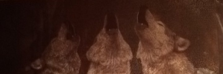 Andrew_Panik's profile banner image