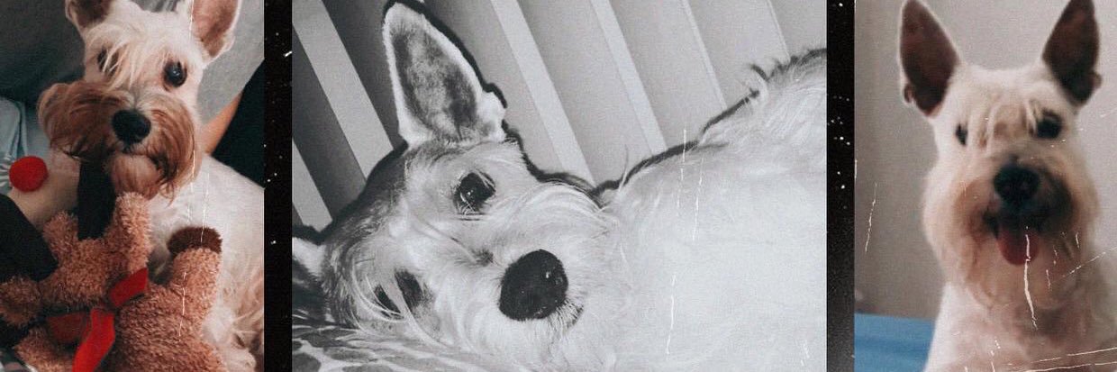 dianistejada's profile banner image