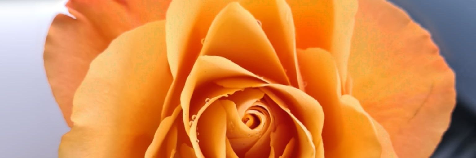 Luciegunning's profile banner image