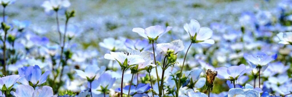 木目田 banner