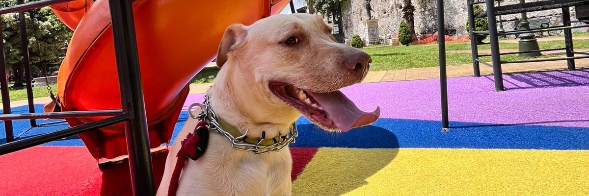 karla_mices's profile banner image