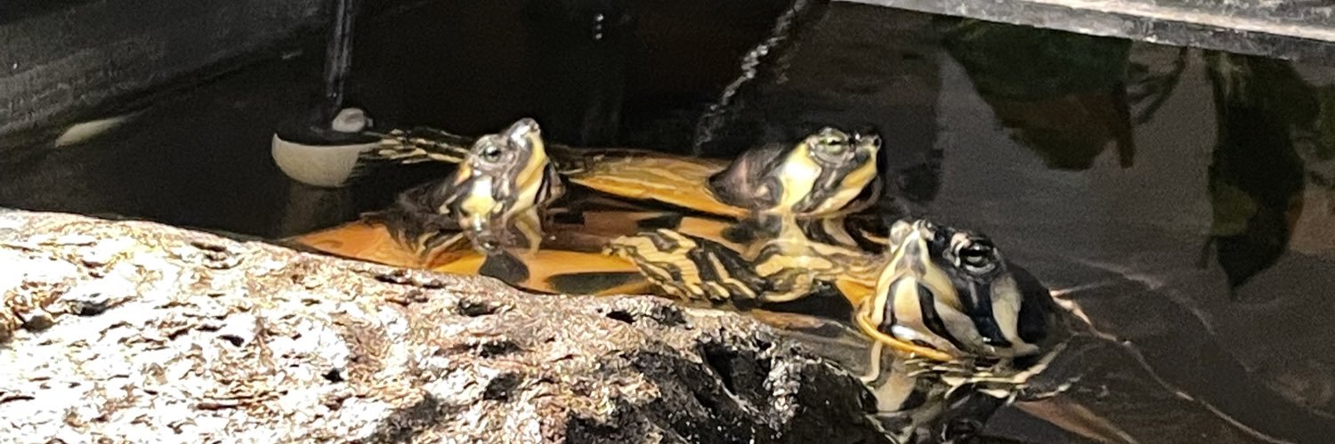 LickMyShoe_'s profile banner image