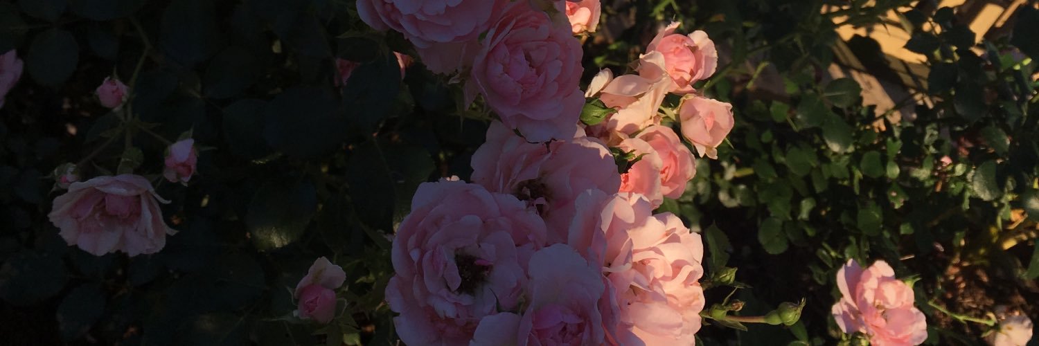 mariaec_'s profile banner image