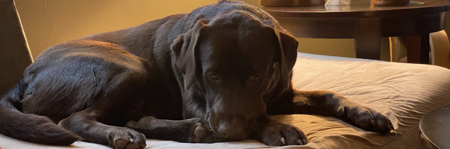 Daneez Zamangil banner