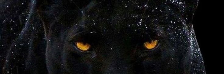 nblhns's profile banner image