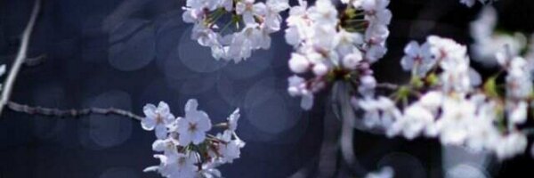 Doddz Profile Banner