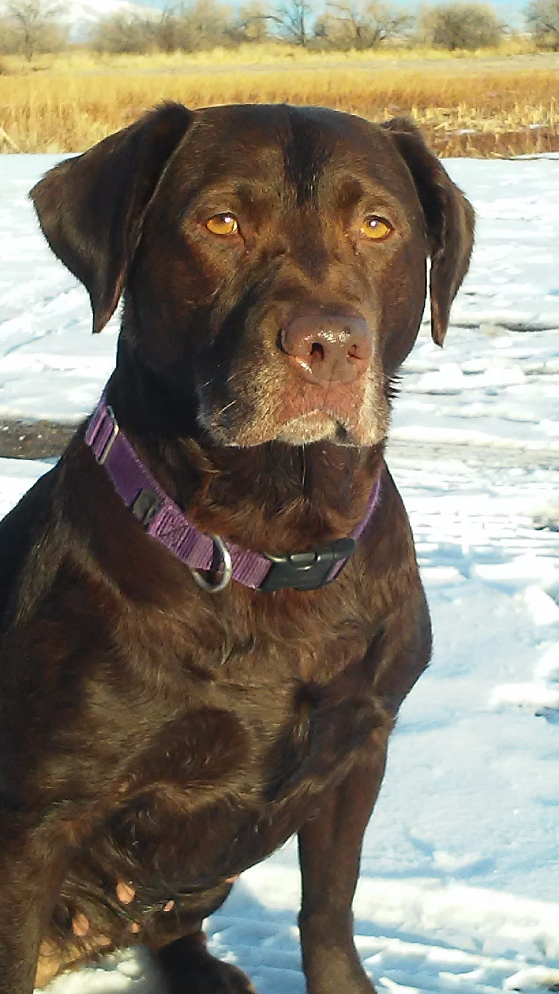 Trevor Hitchin banner