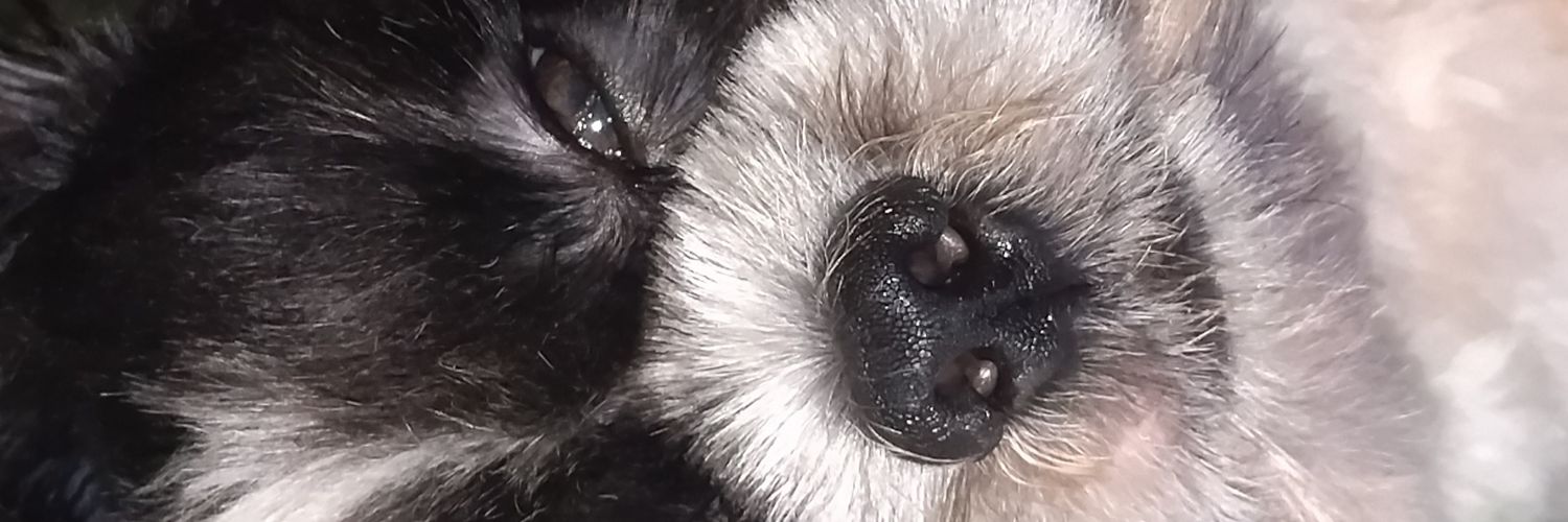 adjazel's profile banner image