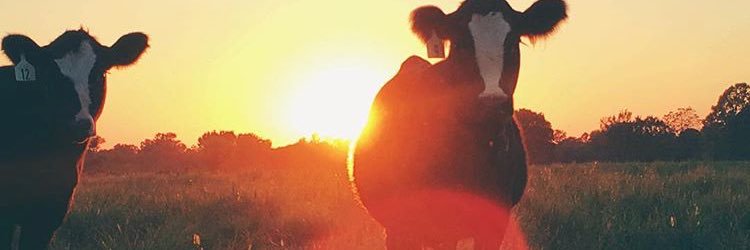 Baylie Rea banner