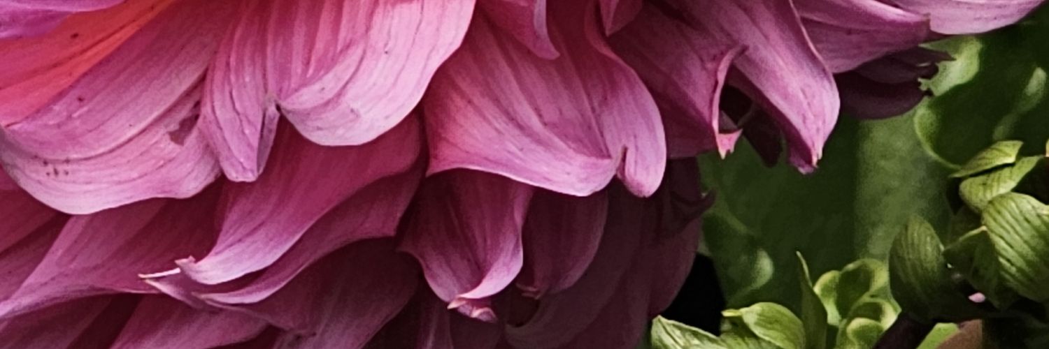 lupithaV's profile banner image