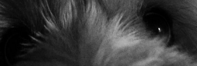 Pablo Mas banner