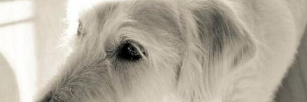 Susannold Profile Banner