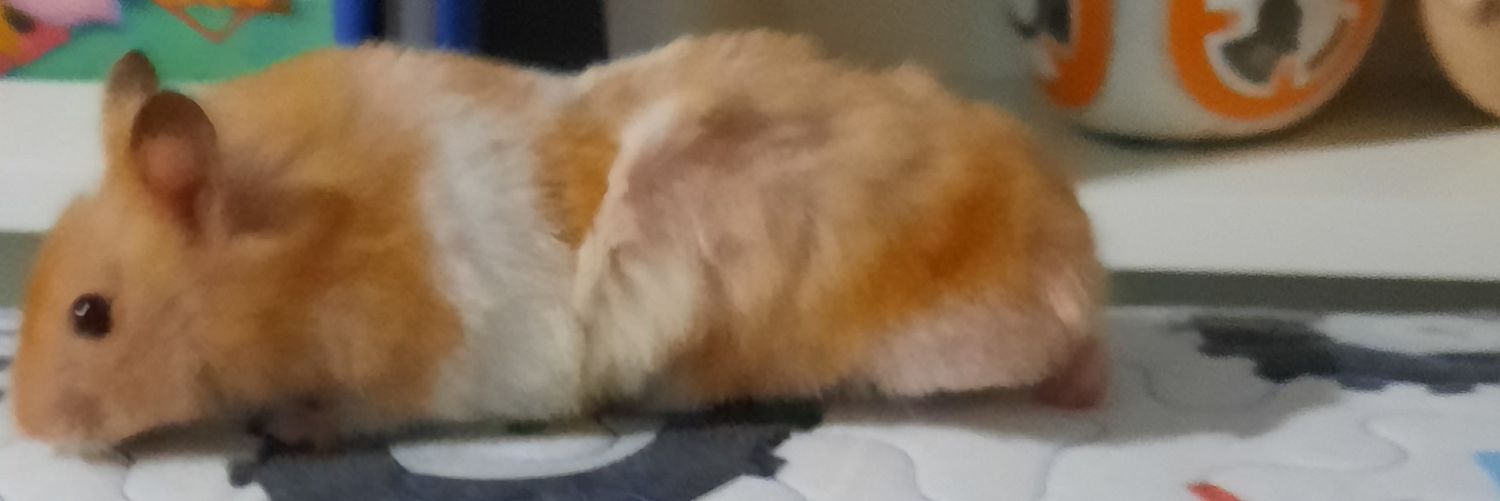 isaboni16's profile banner image