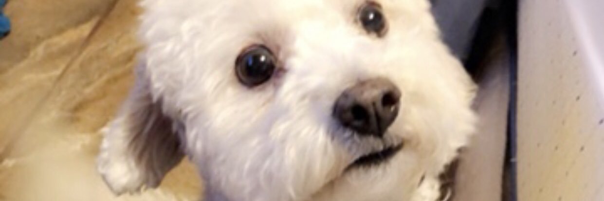 CARRION4EVER's profile banner image
