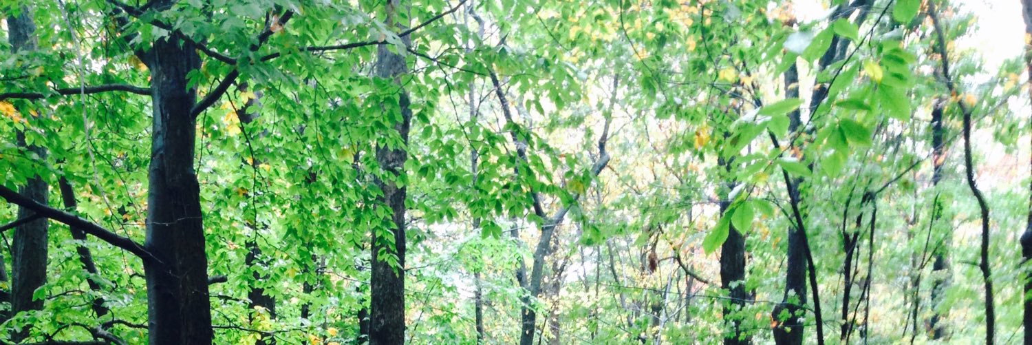 luisflowers92's profile banner image