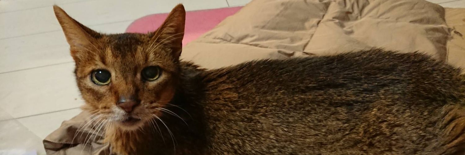 0625cat's profile banner image
