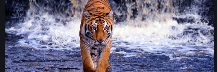 macanmerahputih's profile banner image