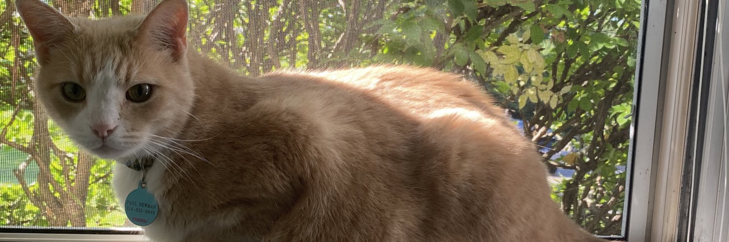 LilBlauWow_'s profile banner image