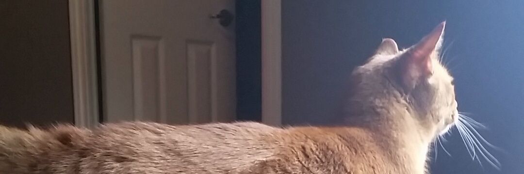 ttackOfTheShrew's profile banner image