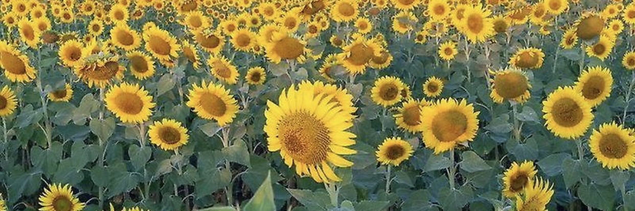 Sharon RN RM 💙 banner