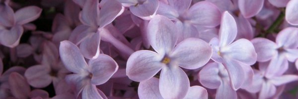 MegGregory Profile Banner