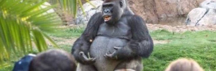 🐸Deplorable Alex🐸 banner