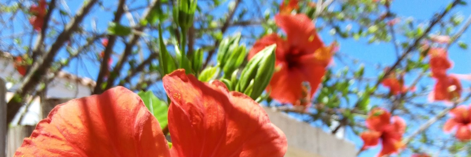 Cris_sobrado's profile banner image