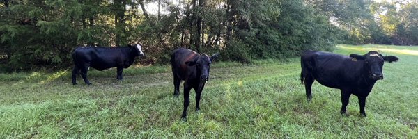 mattBgomez Profile Banner