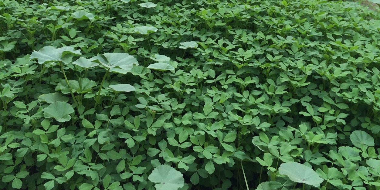 ابوفارس الرويلي banner