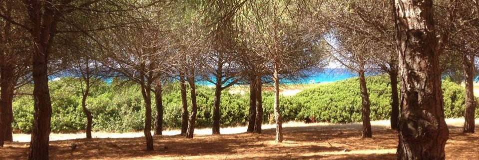 CAROLESAVELLI's profile banner image