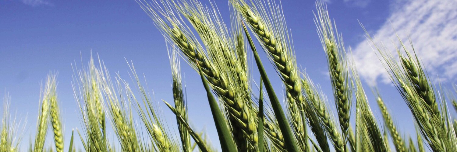 ZincForCrops's profile banner image