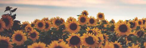 TiffSunderlin's profile banner image
