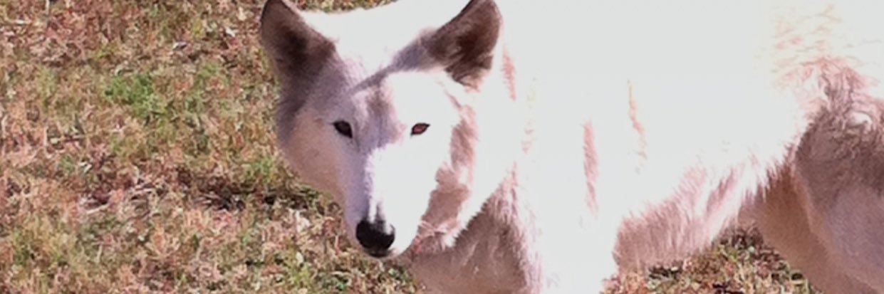 wolfin2007 banner
