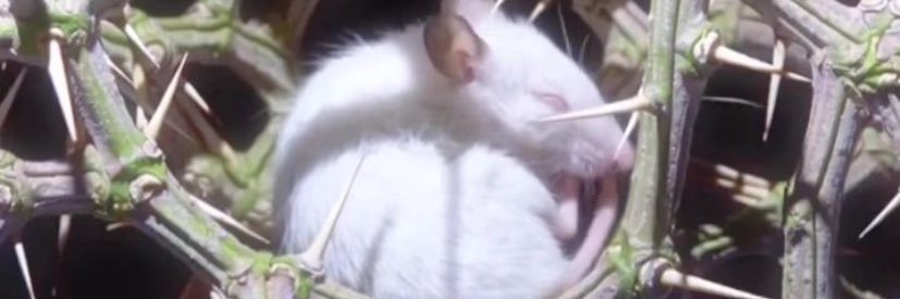 catsjdr's profile banner image